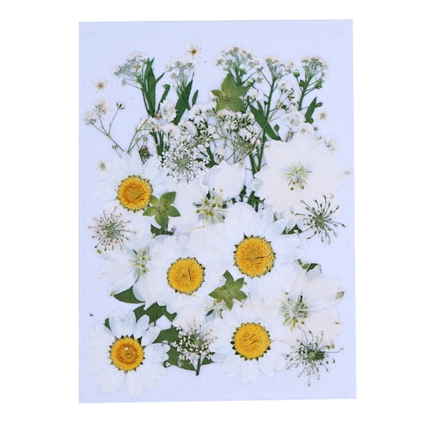 Artesanía de flores secas naturales Ramos en relieve Flores prensadas Decoraciones florales Decorativos para el hogar para tarjetas de boda Vela de resina Blanco Floral Speravity HA010758-06