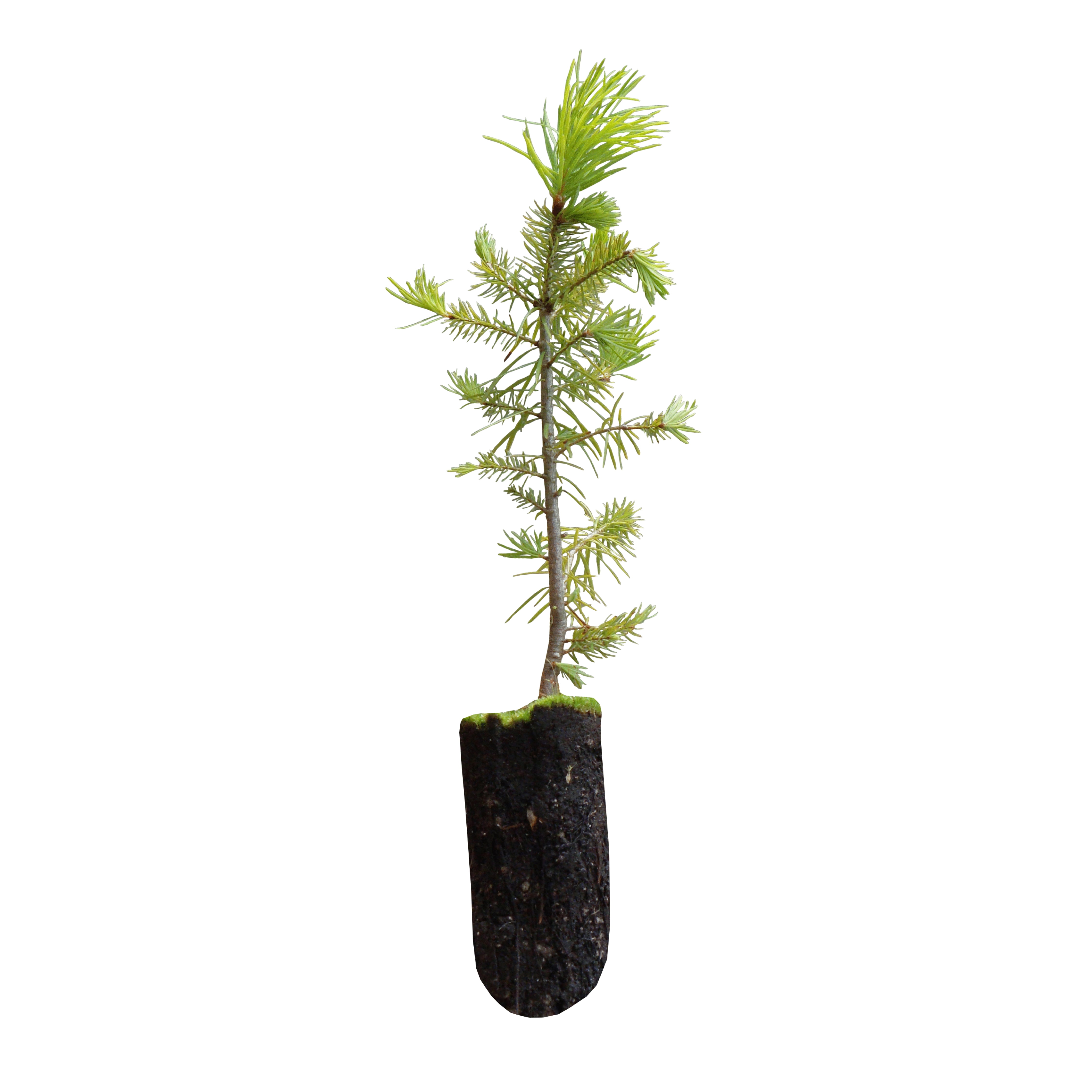 Douglas Fir Medium Tree Seedling The Jonsteen Company