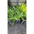 thumbnail image 3 of White african Lily on 5 gallon pot - Get similar, 3 of 4