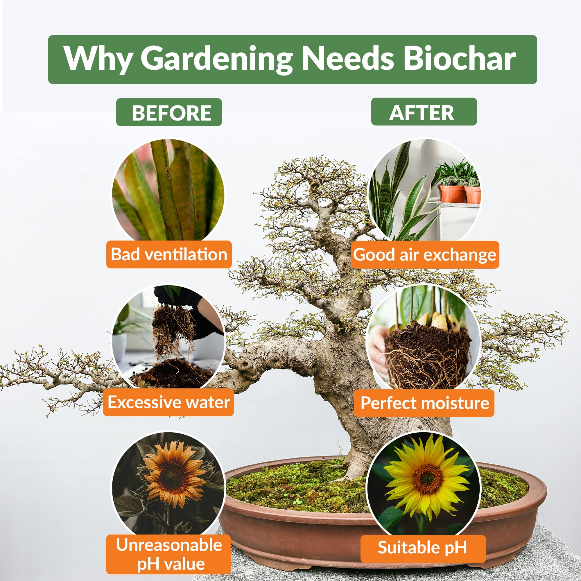 Premium Biochar Soil Enhancer – 100% Organic Charcoal Amendment for Improved Soil Health and Plant Growth 20 lbs
