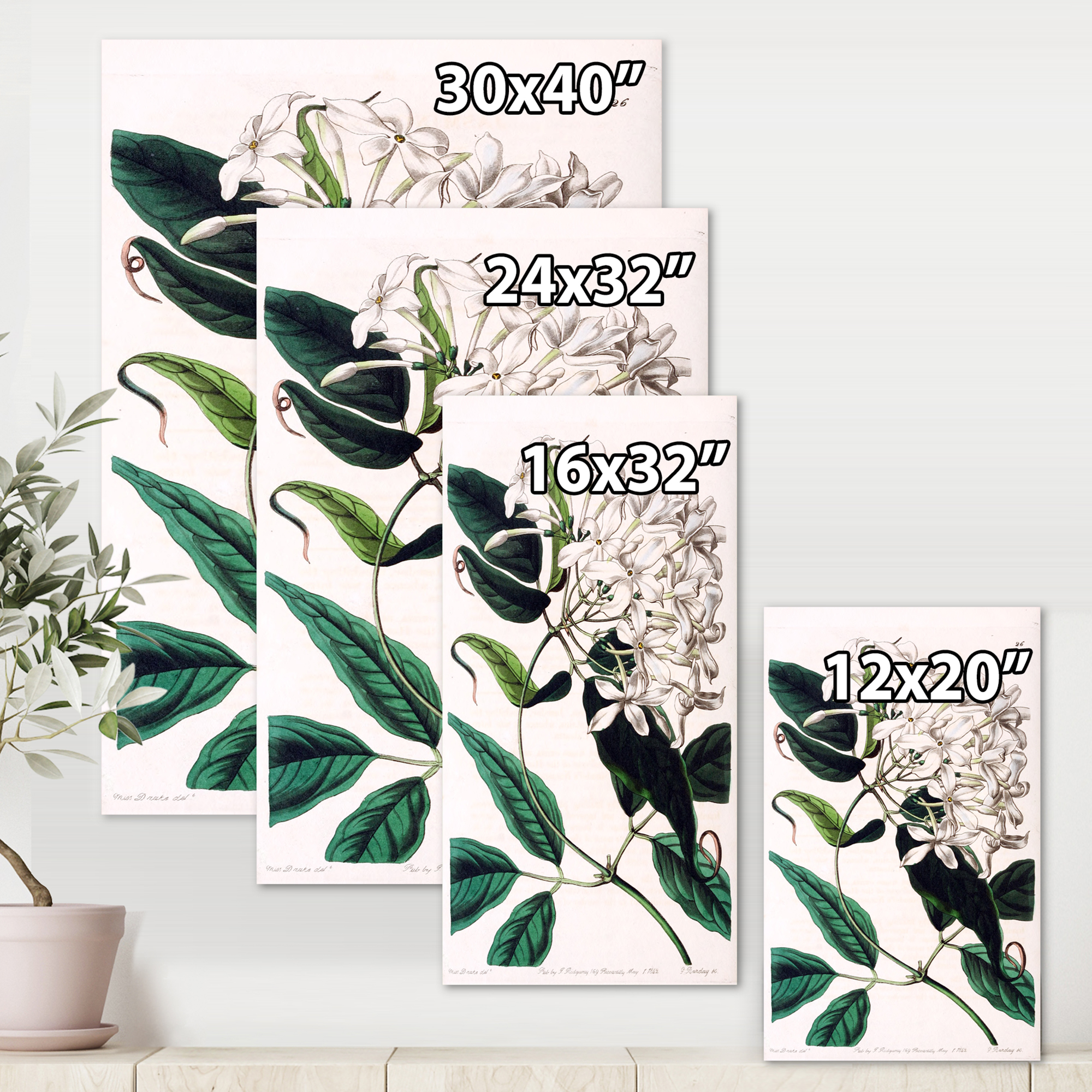 Designart ' Ancient Plant Life XXIV ' Traditional Canvas Wall Art Print