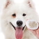 thumbnail image 3 of Toallitas Húmedas ANGGREK para Ojos de Perros 100 Piezas, 3 of 8