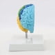 thumbnail image 3 of 3X Hemisferio Derecho del Cerebro Modelo de Cuerpo Humano Educación Modelo de Cerebro 1:1 para Estudiantes Enseñanza Estudio Modelo de Ensamblaje, 3 of 5