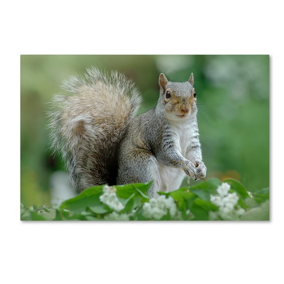 Trademark Fine Art 'Eastern Grey Squirrel' Canvas Art by Jacky Parker