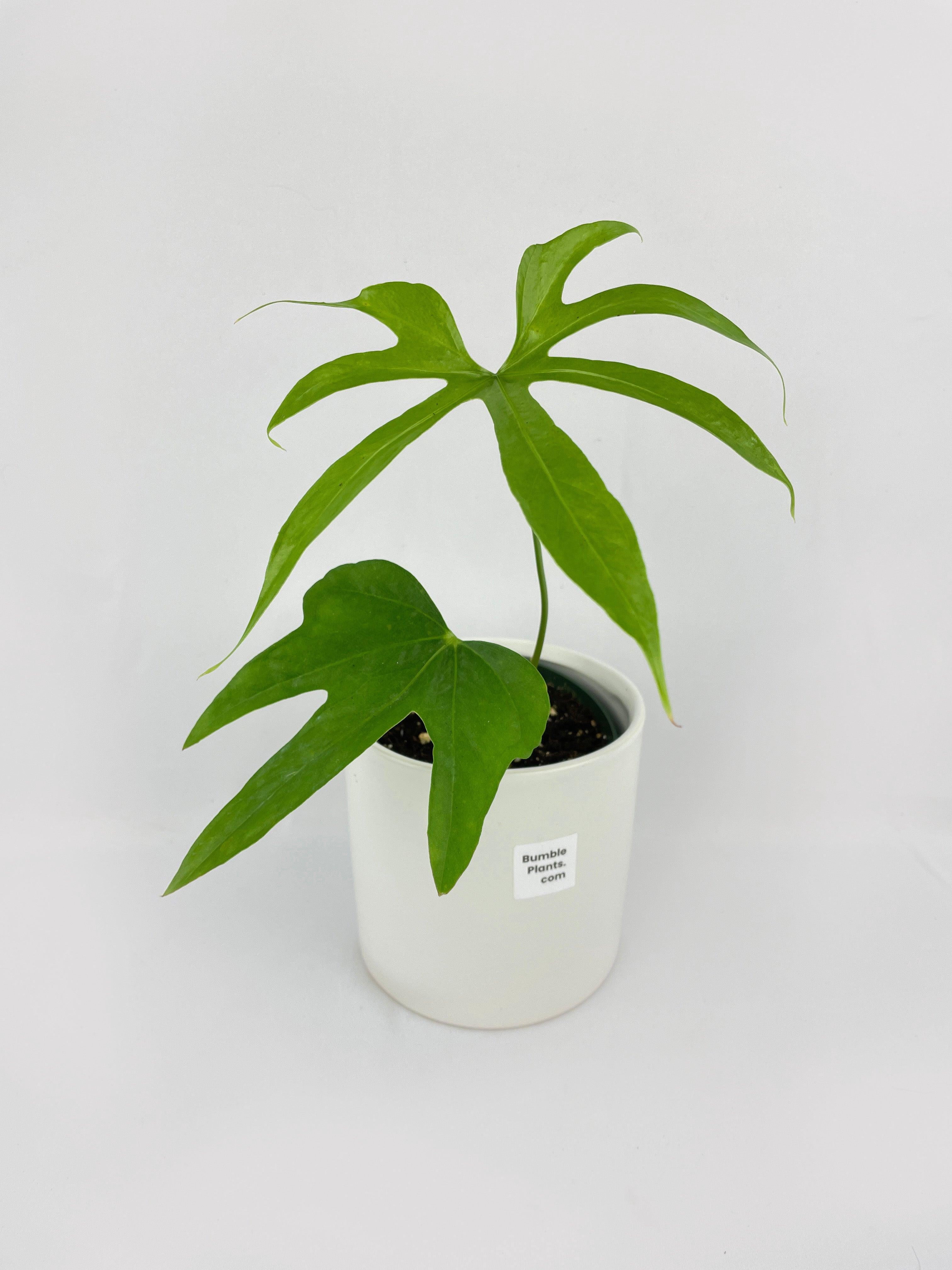 Bumble Plants Anthurium Pedatoradiatum - Full Live Colorful Houseplant in Nursery Pot, Easy Care, Indoor Plant for Beginners