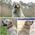 thumbnail image 4 of Collar para perros PetJoy, paquete de 3, reflectantes, de liberación rápida, 20-69 cm, 4 of 9