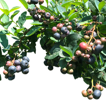 Legacy Blueberry Live Bush – 1 Gallon - Walmart.com