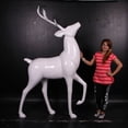 thumbnail image 5 of White Royal Stag Deer No Base Life Size Statue, 5 of 9