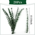 thumbnail image 6 of Natural Dried Eucalyptus Bundle,Large Dried Eucalyptus for Shower,Eucalyptus Stems Bundle,Green Plant Arrangement,Hanging for Bathroom Decor,Home Rustic Vase Filler (Set of 20), 6 of 7