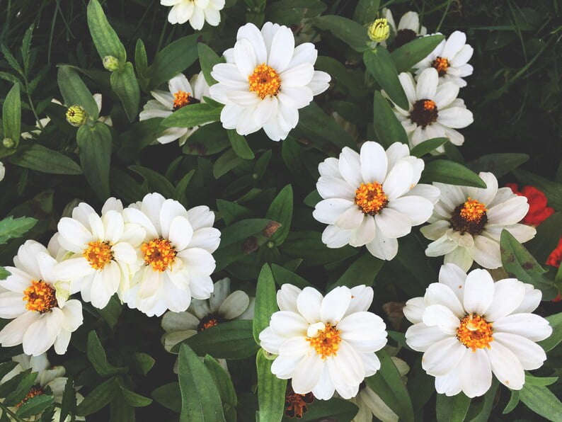 30 Seeds Crystal White Zinnia angustifolia - Open-Pollinated Flower Seeds for Planting