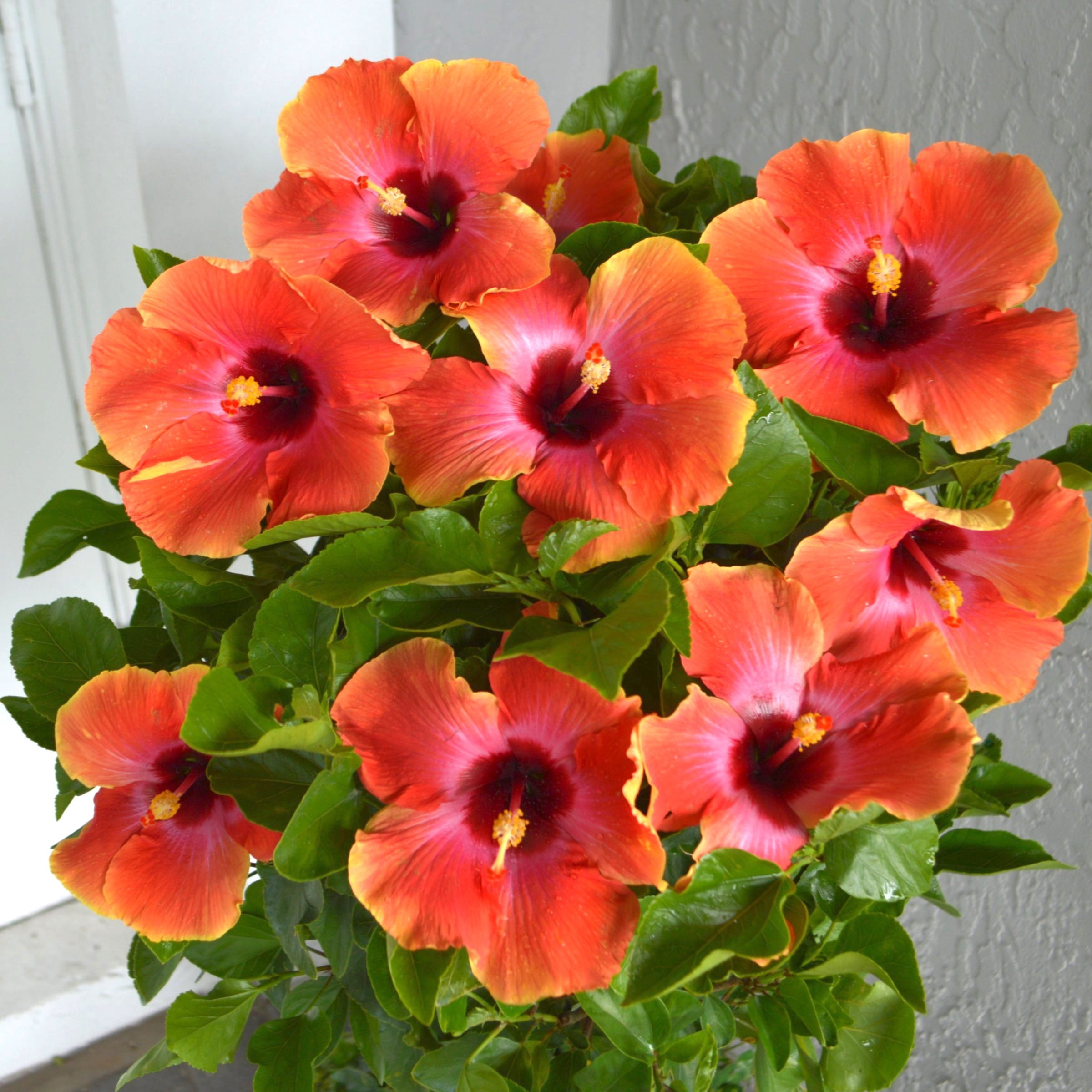 2 gal. Hibiscus Fiesta Braided Live Annual Tree with Multicolor Flowers
