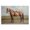 Sunlit Pony Farm Path, variant on Stupell Industries French Country Chocolate Stag Saddled in Pasture Canvas Art, 24 x 16, by Petals Prints Design