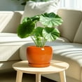 thumbnail image 3 of Ordivic 8 inch Glossy Orange Ceramic Planter with Drainage Hole & Saucer,Medium Plant Pot for Snake Plant & Pothos, Modern Shelf Decor Gift, 3 of 5