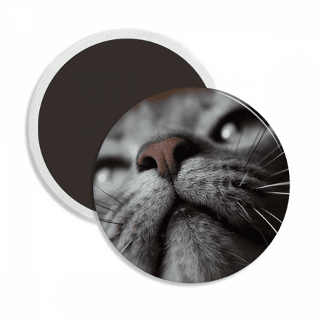 

Animal Looking Up Cat Photograph Round Ceracs Fridge Magnet Keepsake Decoration