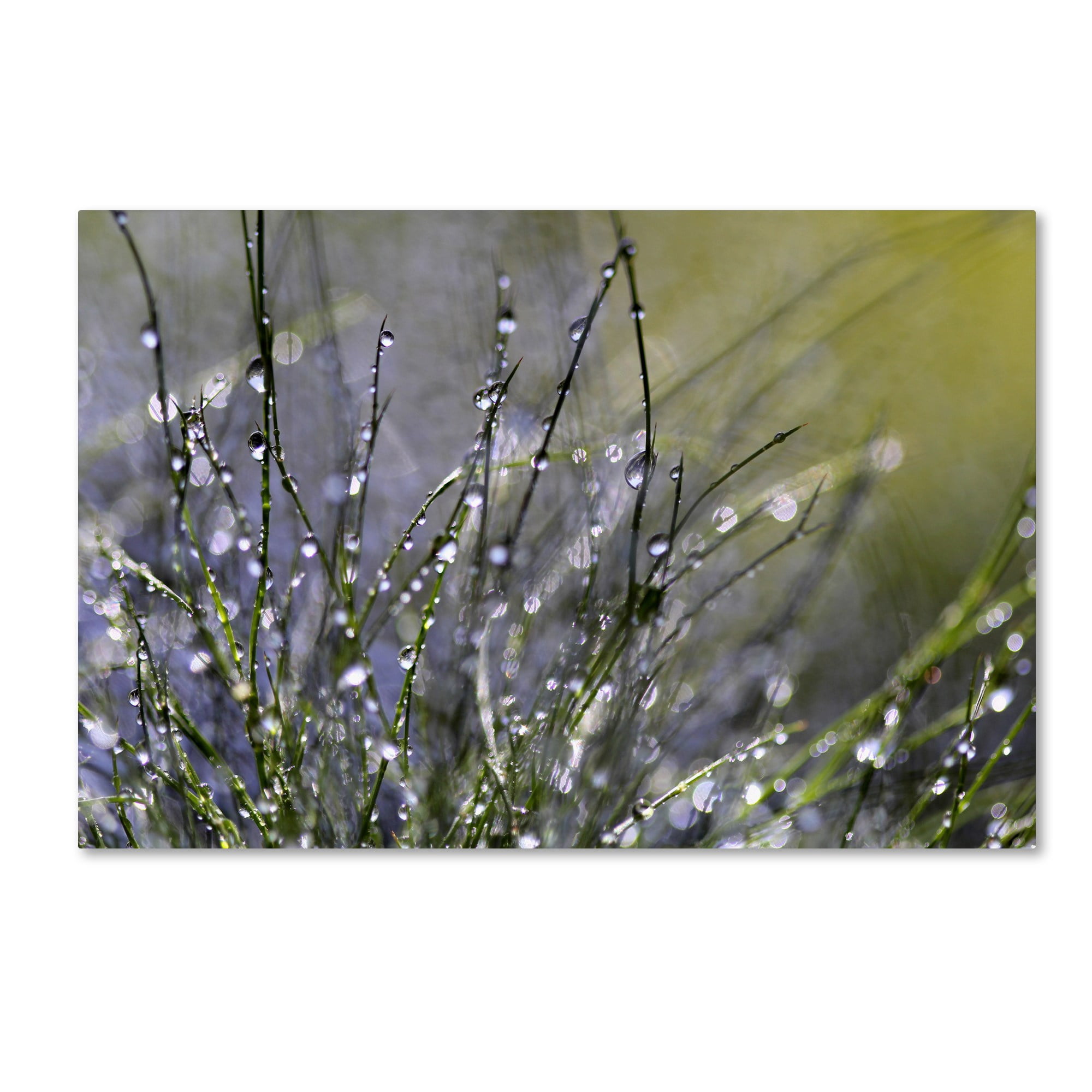 Trademark Fine Art "Spring Morning" Canvas Art by Beata Czyzowska Young