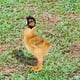 thumbnail image 5 of Casco De Pollo Mascota Divertido Loro Casco De Seguridad Casco Protector Para Pollos Pequeños Muyoka Hogar, 5 of 6