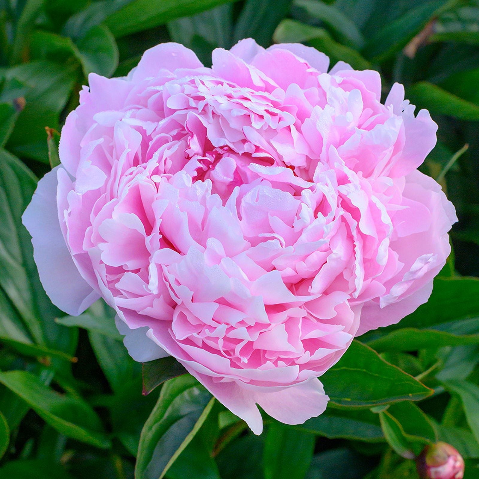 Van Zyverden Peonies Sarah Bernhardt Set of 5 Plant Roots Pink