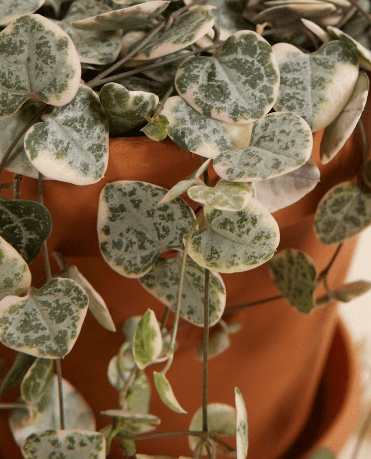 Variegated String of Hearts Plant Live, Pink String of Heart Plant 4 Inches Pot, Live Plant Indoor String of Hearts