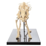 Anatomy Lab Feline Skeleton Model - Fixed Articulation on Base