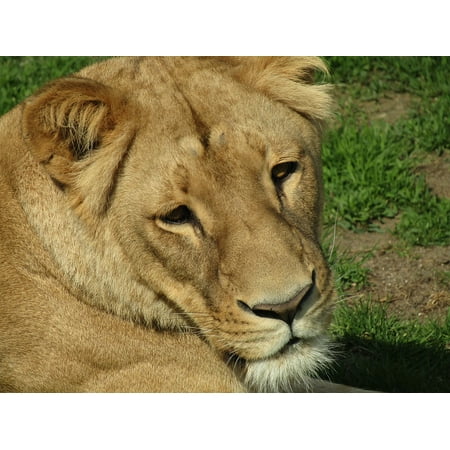 LAMINATED POSTER Lioness Head Beast Zoo Poster Print 24 x