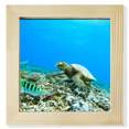 thumbnail image 1 of Las tortugas marinas del océano pescado ciencia naturaleza foto Pantalla de escritorio de pared de fotograma cuadrado, 1 of 4
