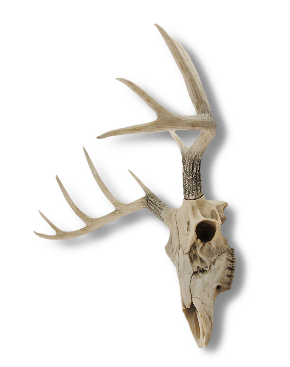 10 Point Buck Deer Skull Bust Wall Hanging