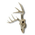 thumbnail image 2 of Zeckos 10 Point Buck Deer Skull Bust Wall Hanging, 2 of 3