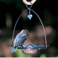 thumbnail image 5 of Birds Choice 3 oz. Bluebird Flower Cup Feeder for Dried Fruit or Mealworms, Blue, 5 of 14