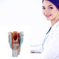 thumbnail image 2 of Human Larynx Anatomy Model, 2x Enlarged Anatomical Larynx Model Detachable Human Throat Model Anatomy for Diseases Study, 2 of 5