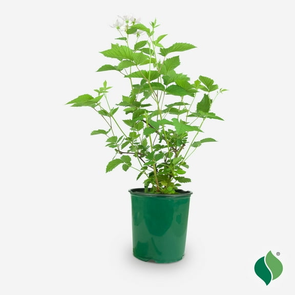 1 gal. Navaho Blackberry