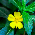 thumbnail image 3 of Herb To Body Damiana Leaf Powder | Turnera Diffussa | Wildcrafted | 4oz, 3 of 5
