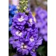 thumbnail image 5 of Seedville 500 Purple Rocket Larkspur Delphinium Flower Seed, Attracts Bees, Butterflies, Birds, 5 of 8