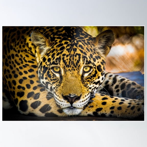 Jaguar Portrait Poster Wall Art, Modern Wall Decor For Living Room Bedroom, 8x12 UNFRAMED