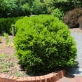 thumbnail image 4 of Brighter Blooms - Green Velvet Boxwood Shrub, 1 gal - No Shipping to AK, AZ, HI, OR, PA, TN, 4 of 6