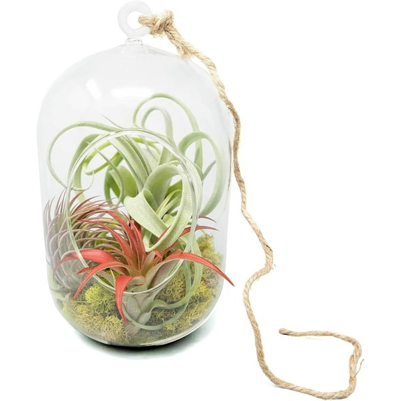 Air Plant Shop Capsule Terrarium with Moss and Tillandsia Air Plants - Wholesale and Bulk - Succulents - Live Tillandsia - Easy Care Indoor and Outdoor House Plants