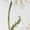 White, variant on Daisy T Shirts for Women Short Sleeve Cotton Crewneck T-Shirt Cute Cartoon White Daisy Floral Leaf Plant Tee Tops Casual Basic T-Shirts, XS-5XL White XS
