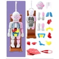 thumbnail image 3 of Divertido juego de para Juguete modelo de órganos s con Zulema Juguete del cuerpo humano para niños, 3 of 8
