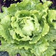 thumbnail image 3 of Batavian Leafy Iceberg Lettuce Seeds (Lactuca sativa) for Planting - 5000+ Non-GMO Heirloom Seeds, Crisp & Delicious Variety for Home Gardens - Perfect Gift, by Isla's Garden Seeds, 3 of 7
