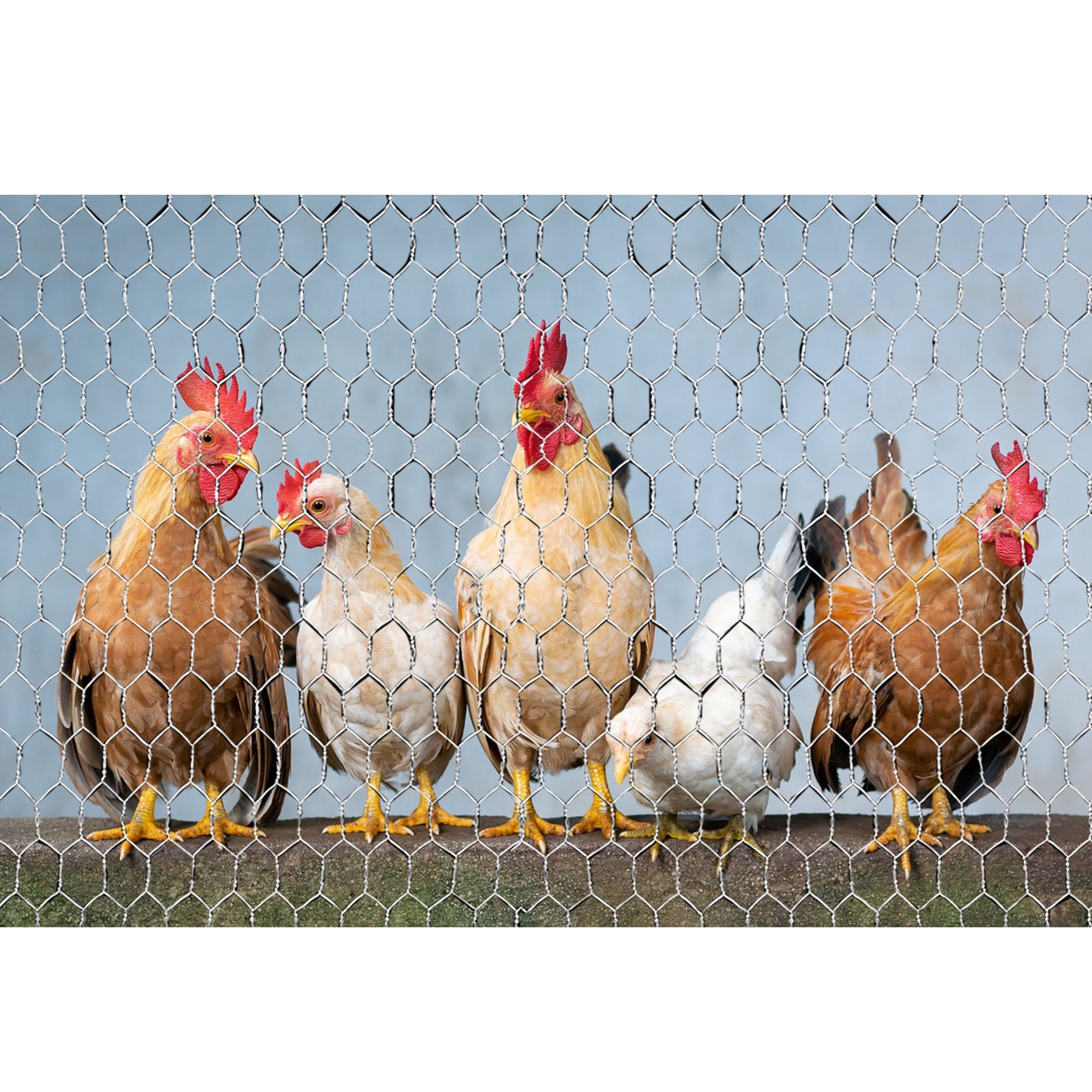 hostic Chicken Wire Netting Galvanized Wire Mesh Hexagonal for Poultry Garden Fencing Barrier 6FTx150FT