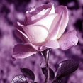 thumbnail image 1 of Fleur Colorée 17 - Peinture Diamant DIY, 1 of 6