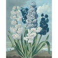 thumbnail image 2 of Thomas Warner 12x14 Gold Ornate Wood Frame and Double Matted Museum Art Print Titled - Hyacinths (1801), 2 of 4