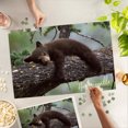 thumbnail image 5 of Lantern Press 1000 Piece Jigsaw Puzzle, Hendersonville, North Carolina, Bear Cub Sleeping, 5 of 5