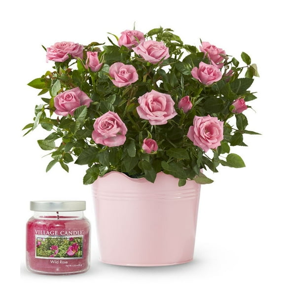 From You Flowers - Rose Petal Glow Gift Bundle for Birthday, Anniversary, Get Well, Congratulations, Thank You, All Occasions