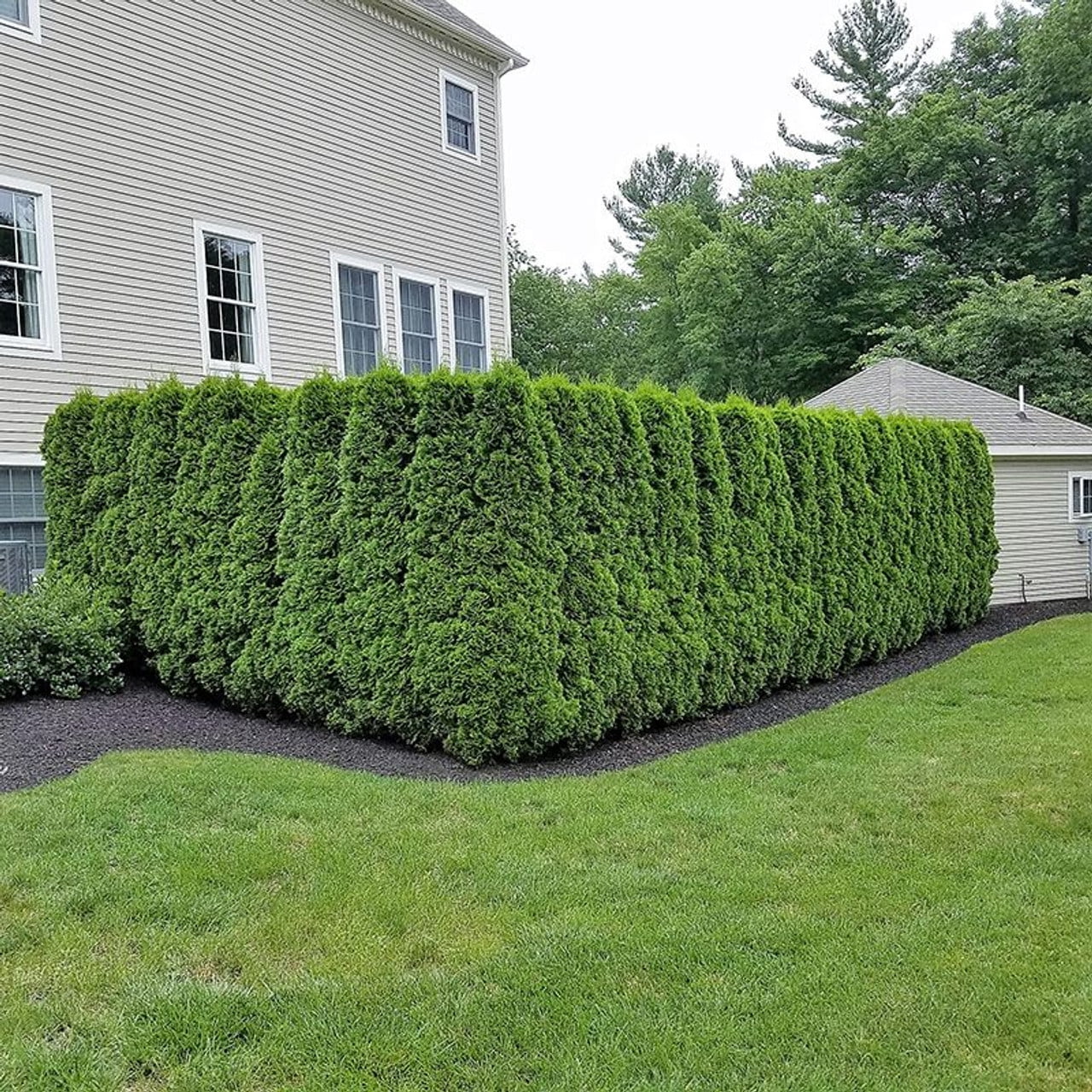 (2 pack) Expert Gardener 2.25G Arborvitae Emerald Green Live Plants Full Sun Green