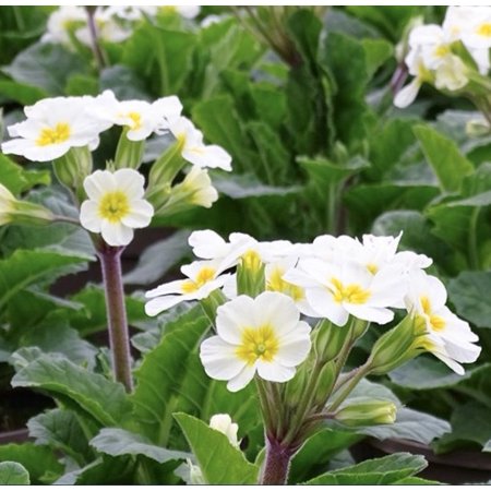 White Primrose Plant Live in 4 Inch Pot Primrose Flower Plant Wild Flower Perennial Ornamental Plant