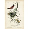 thumbnail image 2 of Audubon, John James 23x32 Black Ornate Wood Framed with Double Matting Museum Art Print Titled - Orchard Orioles, 2 of 4