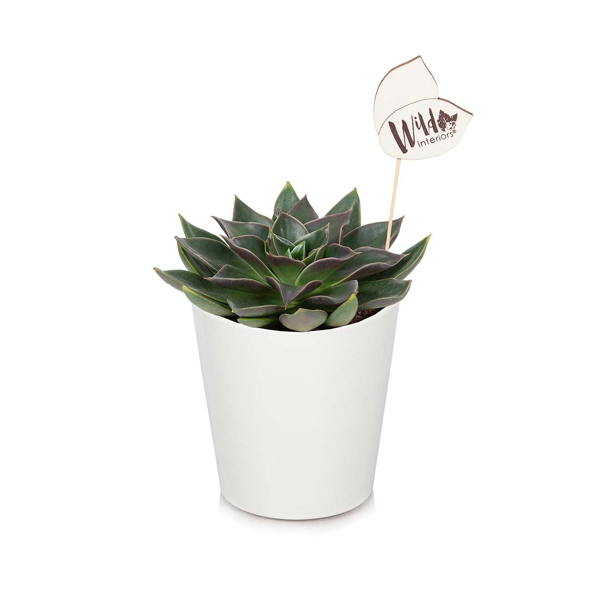Wild Interiors Live Plants Live Echeveria Garotto