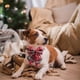thumbnail image 4 of Collar de perro navideño, para cachorros, perros, gatos, mascotas, 4 of 5