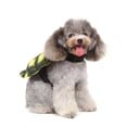 thumbnail image 6 of hirigin Pet Dog Halloween Costume, Funny Soft Indoor Outdoor Apparel for Cosplay Holiday Party, 6 of 8