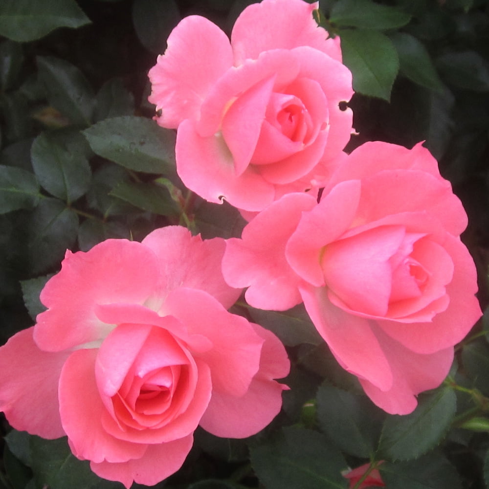 Heirloom Roses Pink Rose Plant Passionate Kisses Floribunda Rose